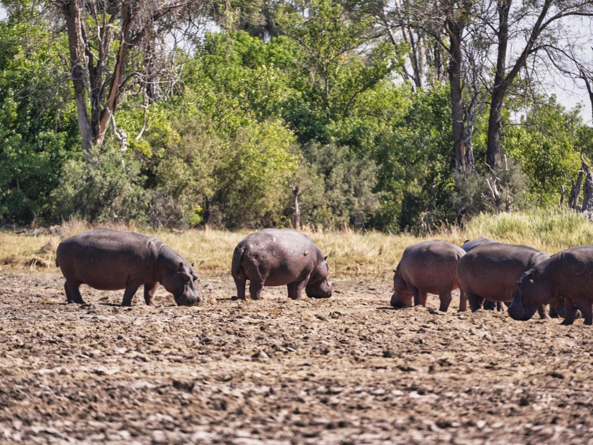 Golentle Home Stay Maun Esterno foto
