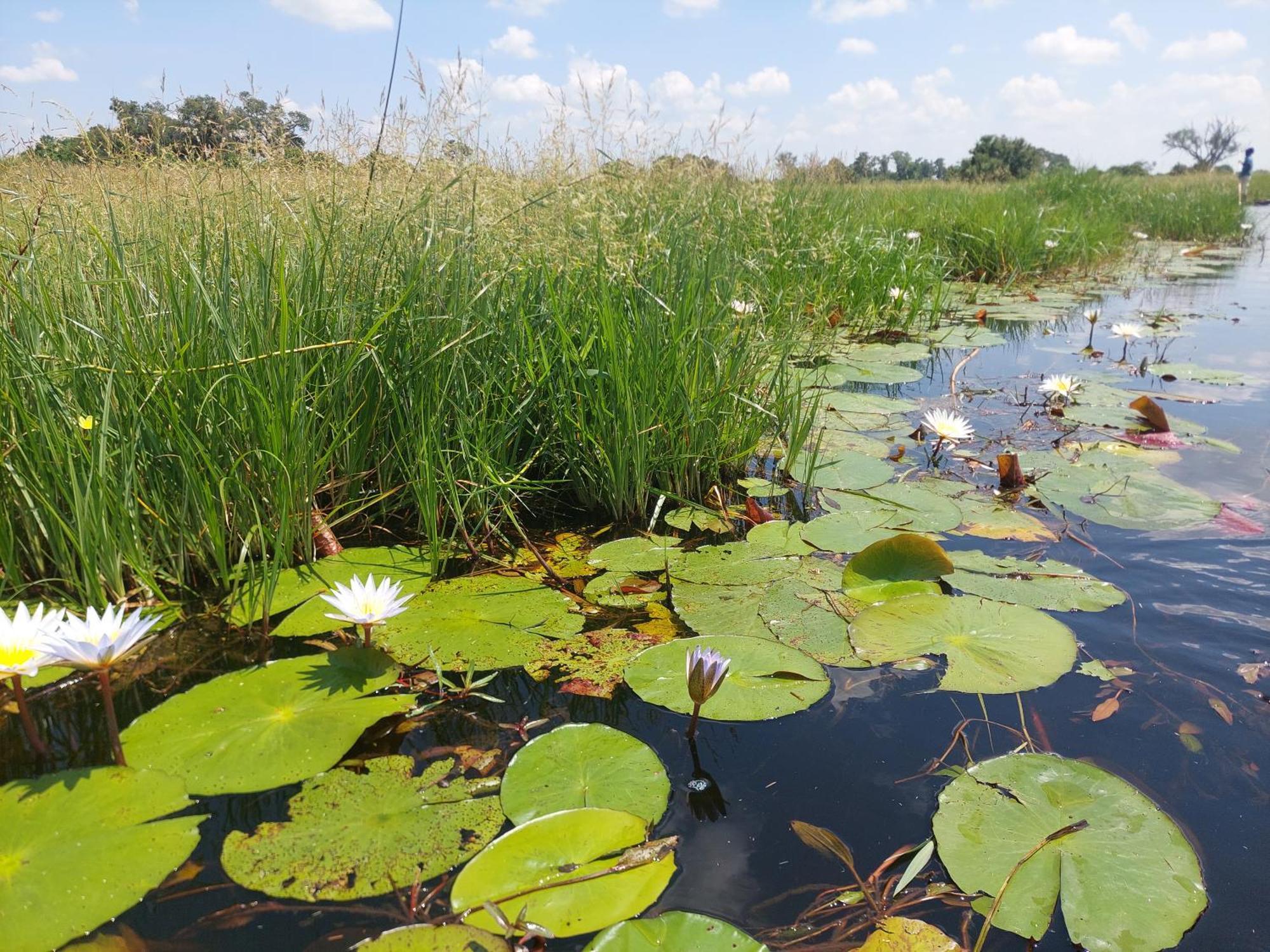 Golentle Home Stay Maun Esterno foto